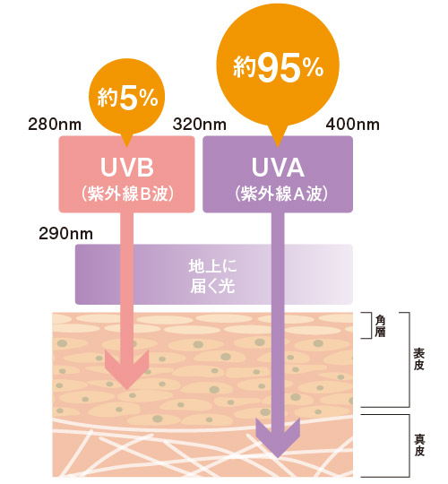 紫外線の種類UV-AとUV-B