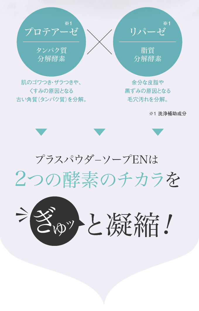 プロテアーゼとリパーゼ