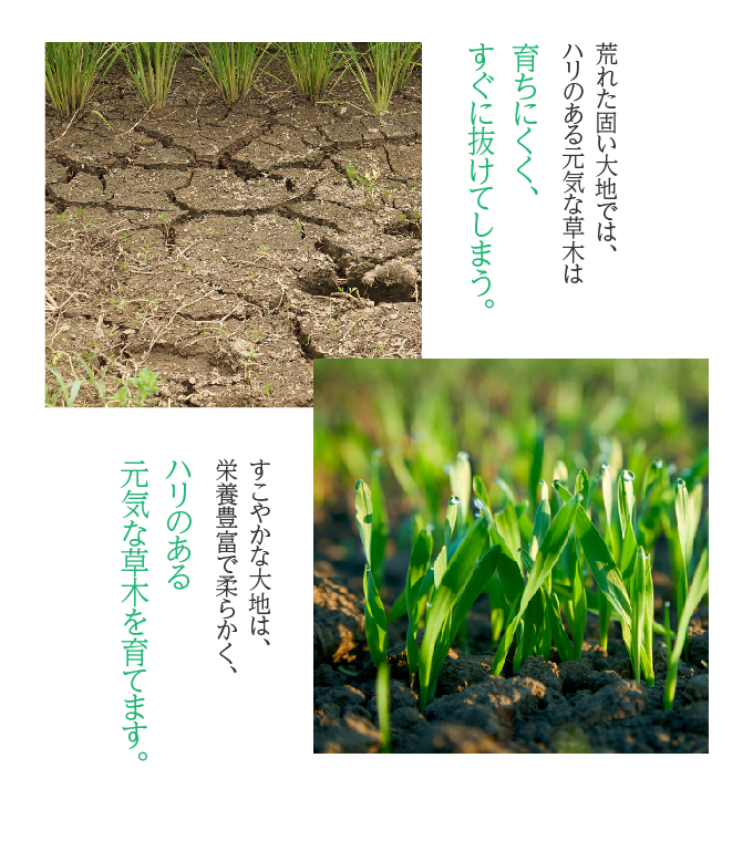 荒れた大地は育ちにくく、すぐに抜けてしまう